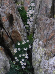 Paraquilegia microphylla