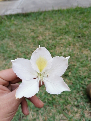 Bauhinia variegata var. candida image