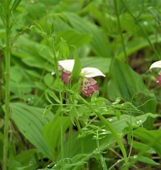 Lathyrus palustris pilosus