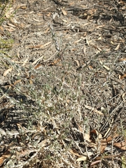 Malacocera tricornis