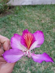 Image of Bauhinia variegata