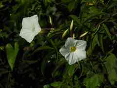 Distimake macrocalyx