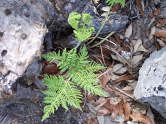 Cheilanthes leucopoda