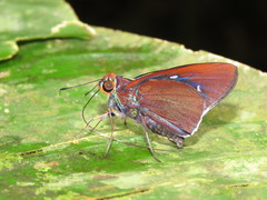 Thracides nida