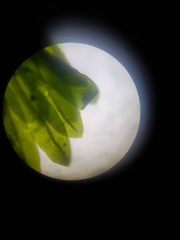 Fissidens subbasilaris