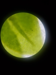 Fissidens subbasilaris