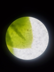 Fissidens subbasilaris