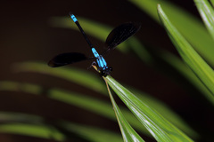 Diphlebia euphoeoides