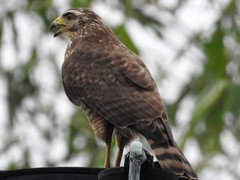 Rupornis magnirostris