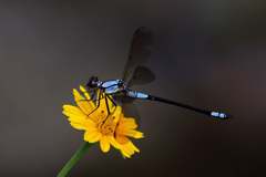 Diphlebia euphoeoides