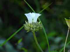 Jacquemontia guianensis