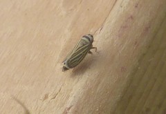 Amblysellus curtisii