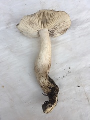 Tricholoma nigrum