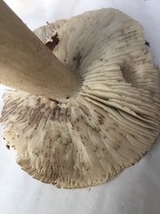 Tricholoma nigrum