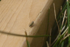 Amblysellus curtisii