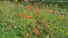 Papaver rhoeas