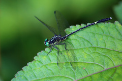 Austrogomphus prasinus