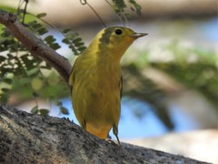 Setophaga petechia