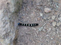 Acronyctodes mexicanaria