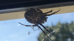 Larinioides sclopetarius