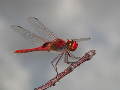 Urothemis aliena