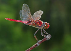 Urothemis aliena