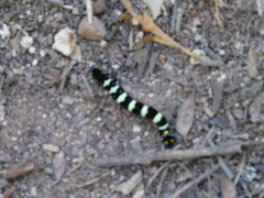 Acronyctodes mexicanaria