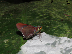 Thracides nida