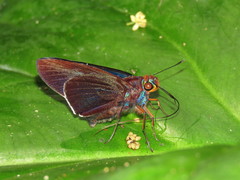 Thracides nida