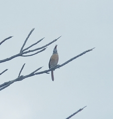 Cardinalis phoeniceus