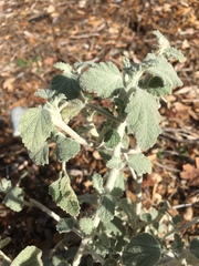 Malacothamnus arcuatus