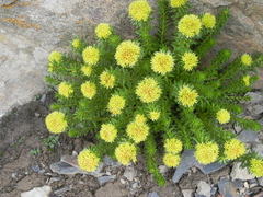 Rhodiola quadrifida