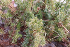 Juniperus communis depressa