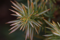 Juniperus communis depressa