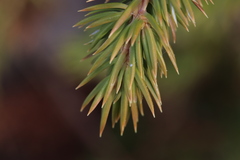 Juniperus communis depressa