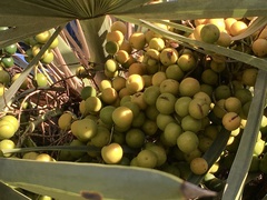 Trithrinax campestris