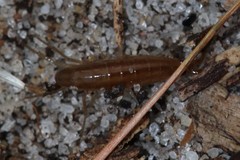 Speziorchestia grillus