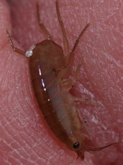 Speziorchestia grillus