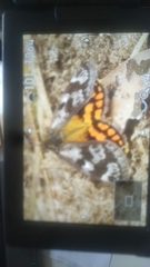 Synemon parthenoides