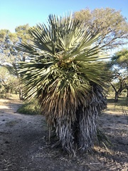 Trithrinax campestris