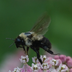 Bombus impatiens