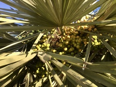 Trithrinax campestris