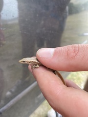 Oligosoma smithi