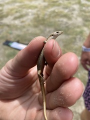 Oligosoma smithi