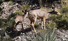 Odocoileus hemionus eremicus