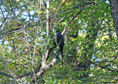 Accipiter cooperii