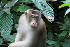 Macaca nemestrina