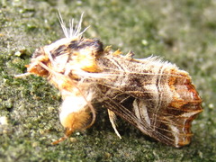 Callopistria repleta