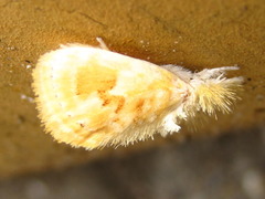 Narosa fulgens