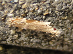 Hypatima excellentella